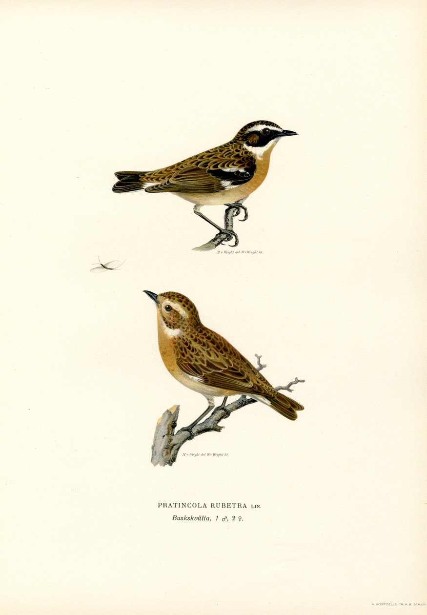 Whinchat (litografía en color) de Magnus Ferdinand and Wilhelm von Wright