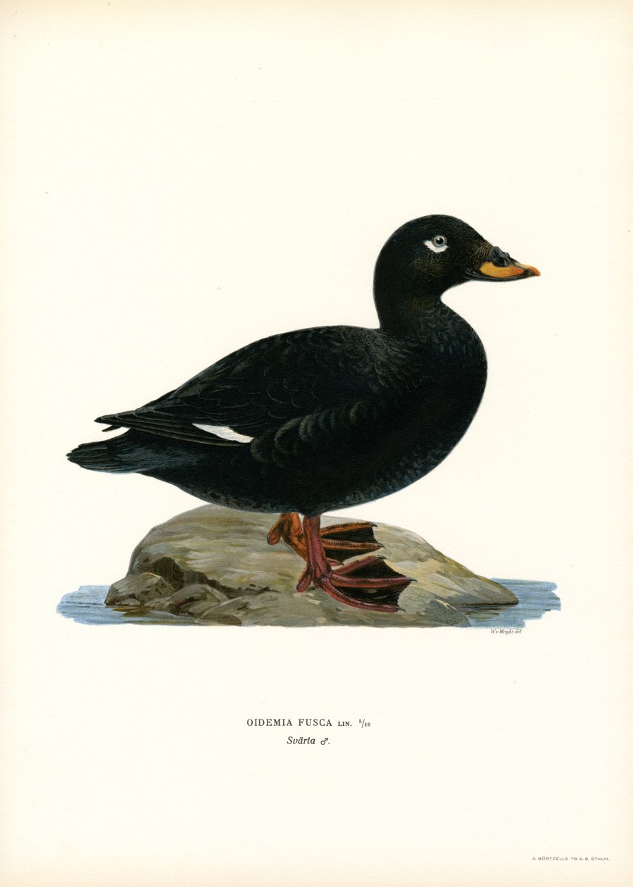 Espátula aliblanca (litografía en color) de Magnus Ferdinand and Wilhelm von Wright