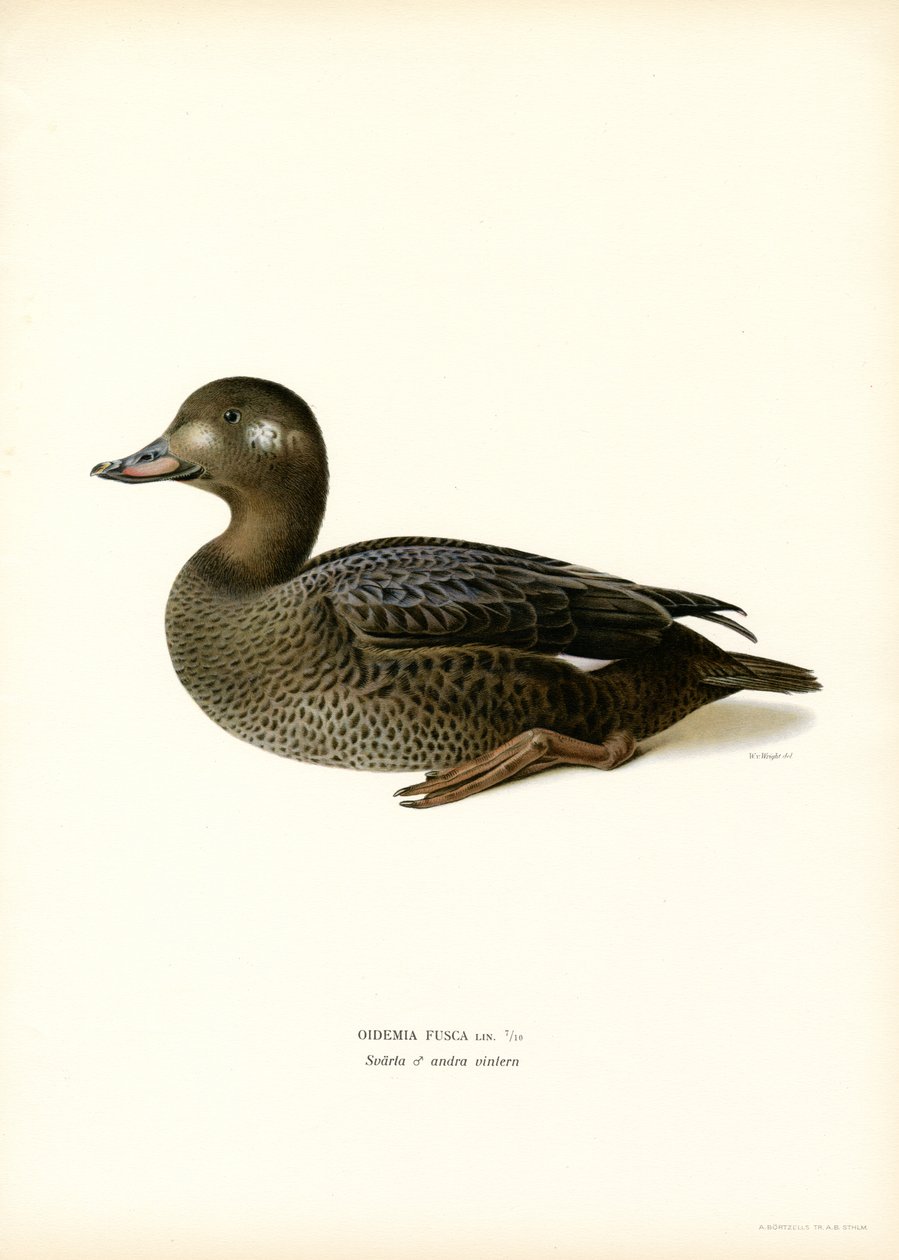 Espátula aliblanca (litografía en color) de Magnus Ferdinand and Wilhelm von Wright