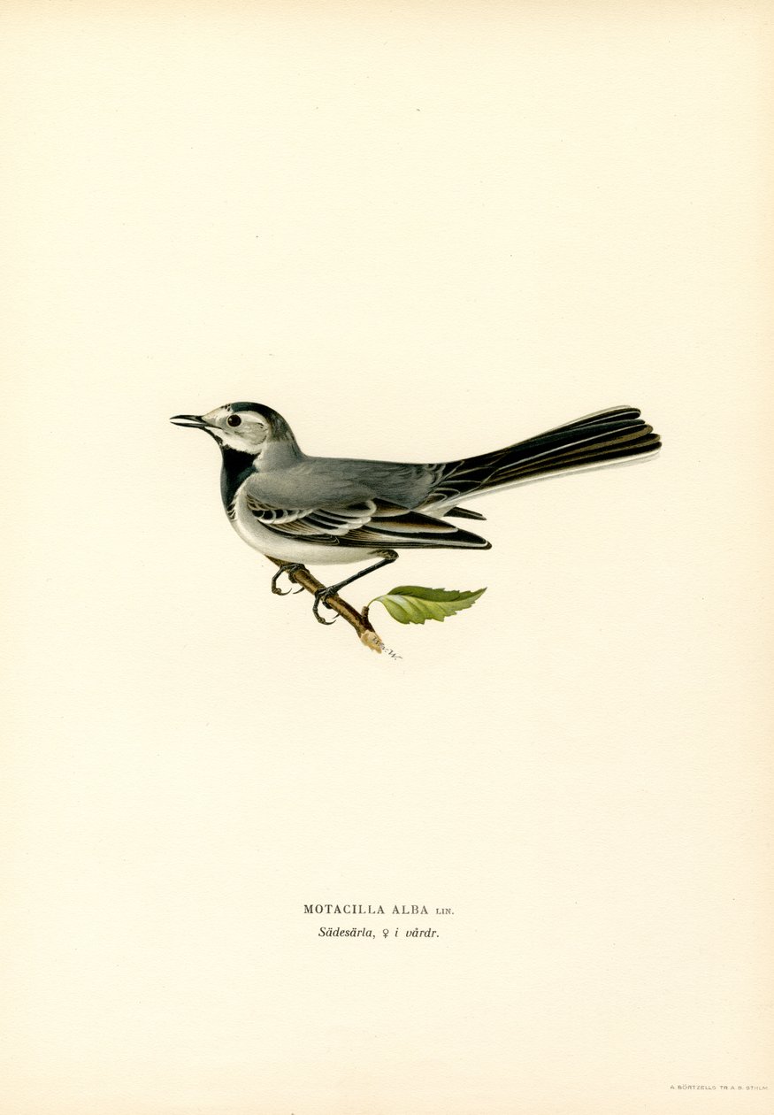 Lavandera blanca (litografía en color) de Magnus Ferdinand and Wilhelm von Wright