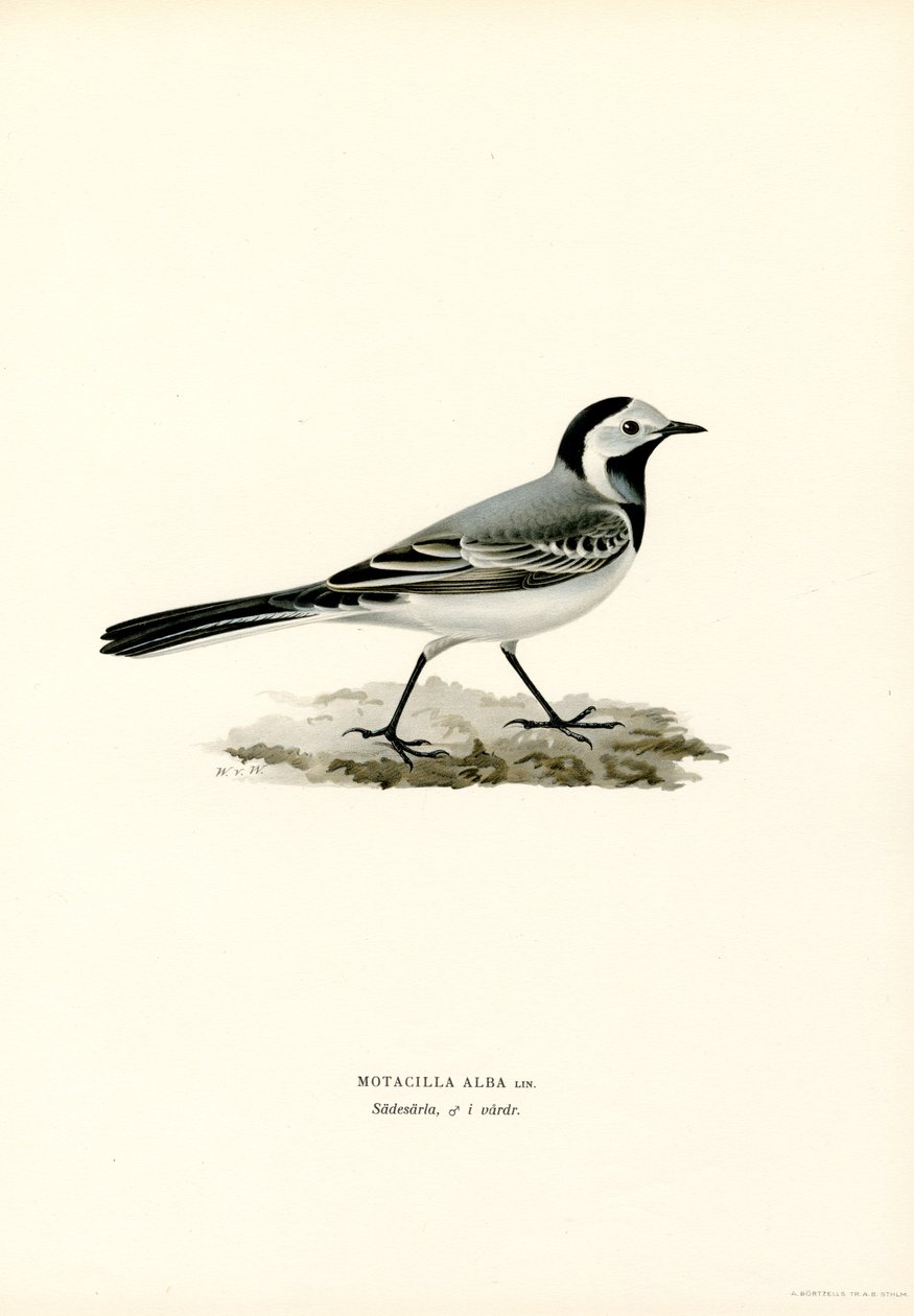 Lavandera blanca (litografía en color) de Magnus Ferdinand and Wilhelm von Wright