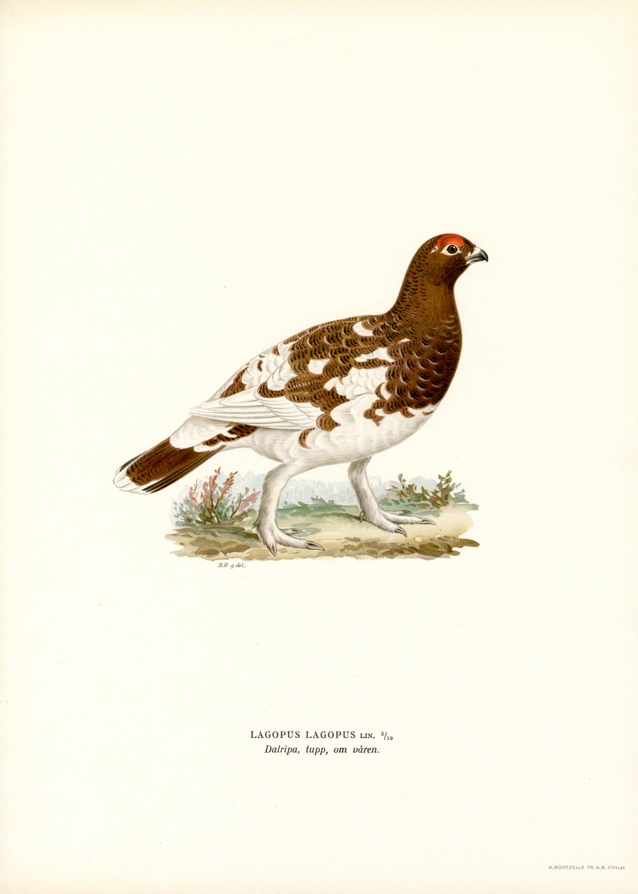 La gaviota del sauce (litografía en color) de Magnus Ferdinand and Wilhelm von Wright