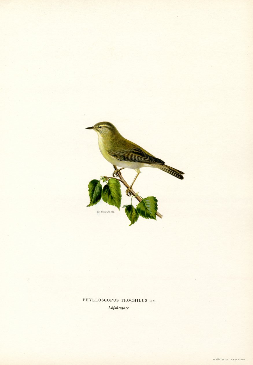 Reinita de los sauces (litografía en color) de Magnus Ferdinand and Wilhelm von Wright
