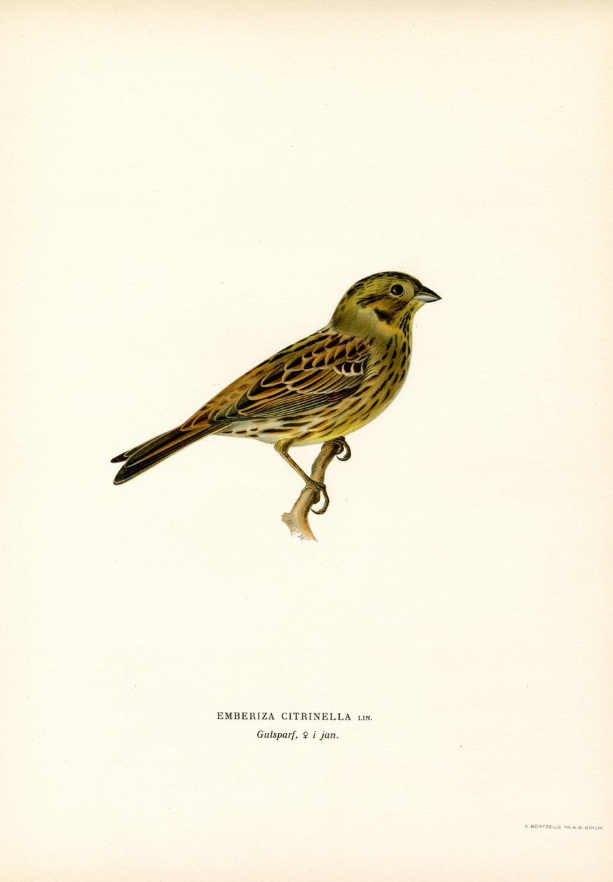 Colorín amarillo (litografía en color) de Magnus Ferdinand and Wilhelm von Wright
