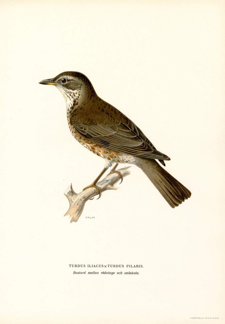 Fieldfare (litografía en color) | Impresión de arte