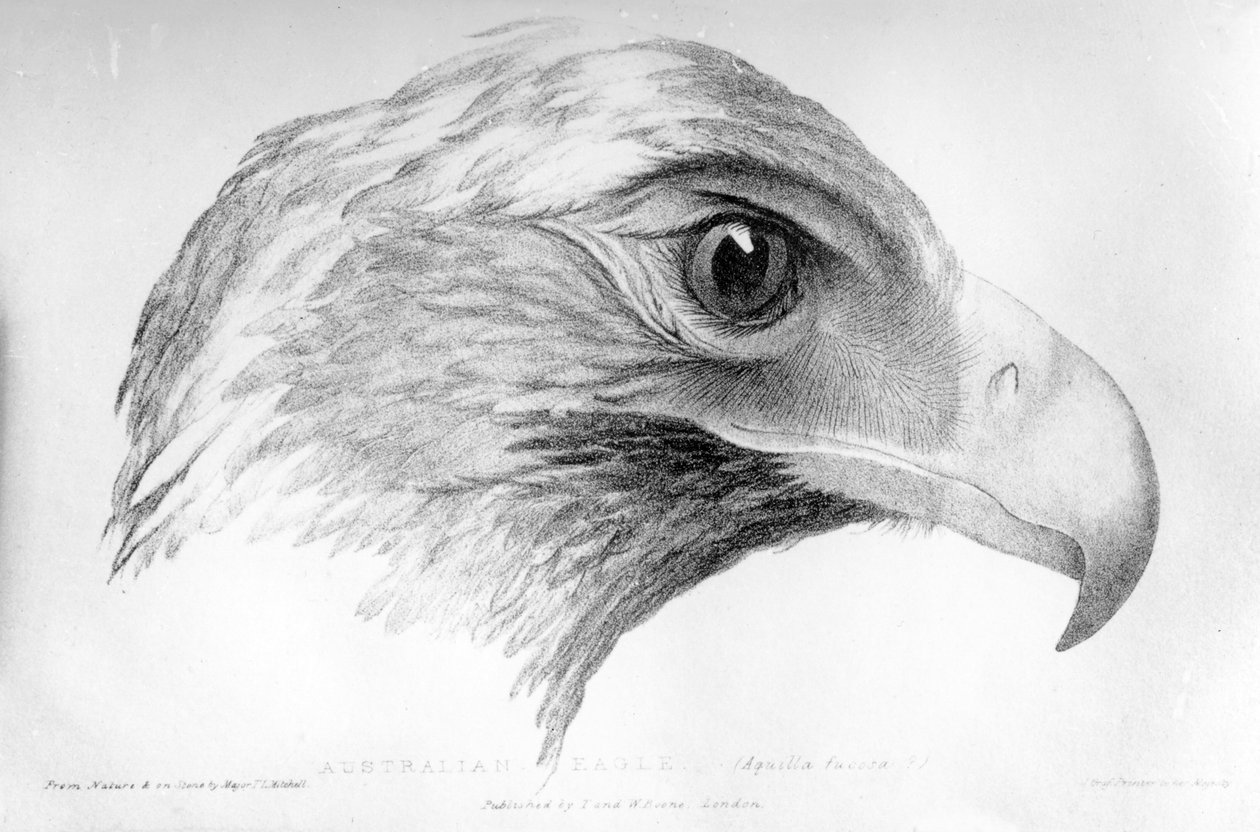 Águila australiana, ilustración de 