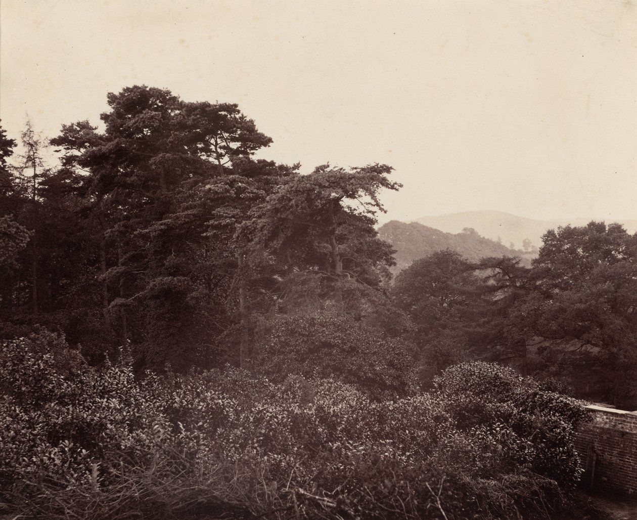 Estudio de follaje,c. 1863 (foto) de Major Francis Gresley