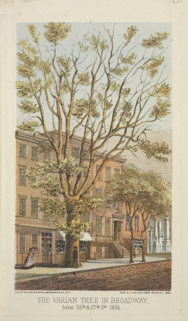 El árbol Varian en Broadway, entre las calles 26 y 27, 1864 de Major and Knapp