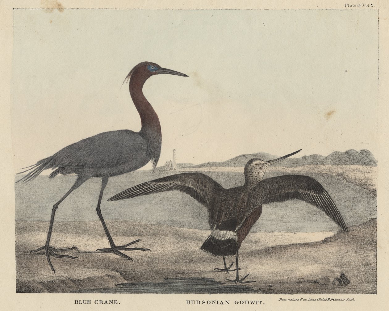 Grulla azul, Aguatero de Hudson, litografía por Childs e Inman, de 