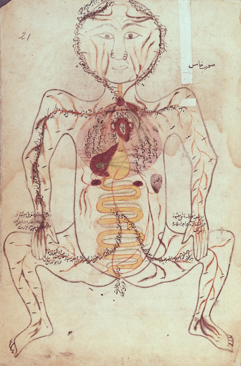 Ms Persan 1555 Diagrama anatómico del sistema circulatorio y digestivo humano, c.1425-50 de Mansour b. Eliyas Chirazi