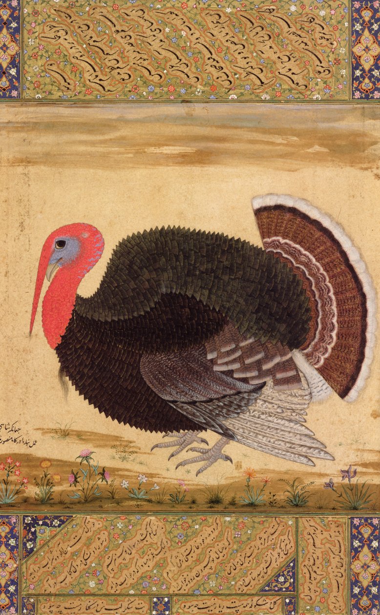 Un pavo, llevado a Jahangir desde Goa en 1612, del Álbum Wantage, Mughal, c.1612 de Mansur