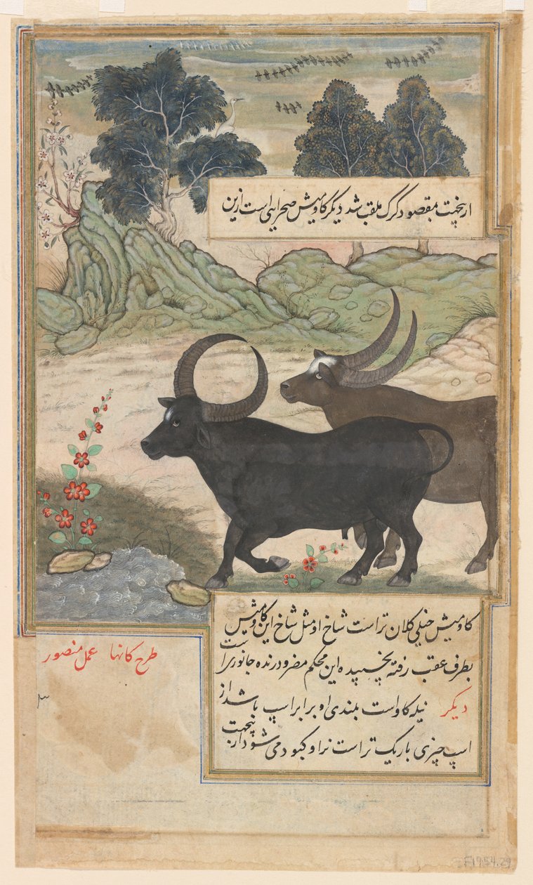Dos toros azules y dos ciervos, de un Baburnama, c.1589 (acuarela, tinta, oro sobre papel) de Mansur (fl.c.1590 1630)