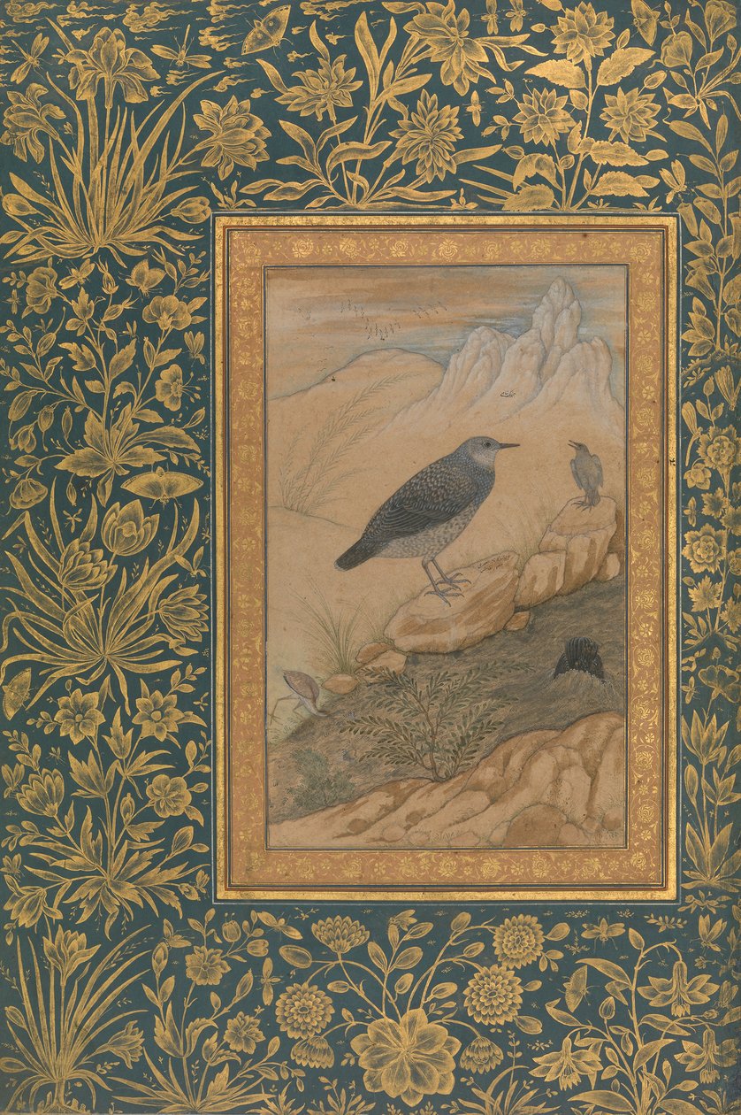 Zambullidor y otras aves, Folio del Álbum de Shah Jahan, recto: ca. 1610-15 de Mansur