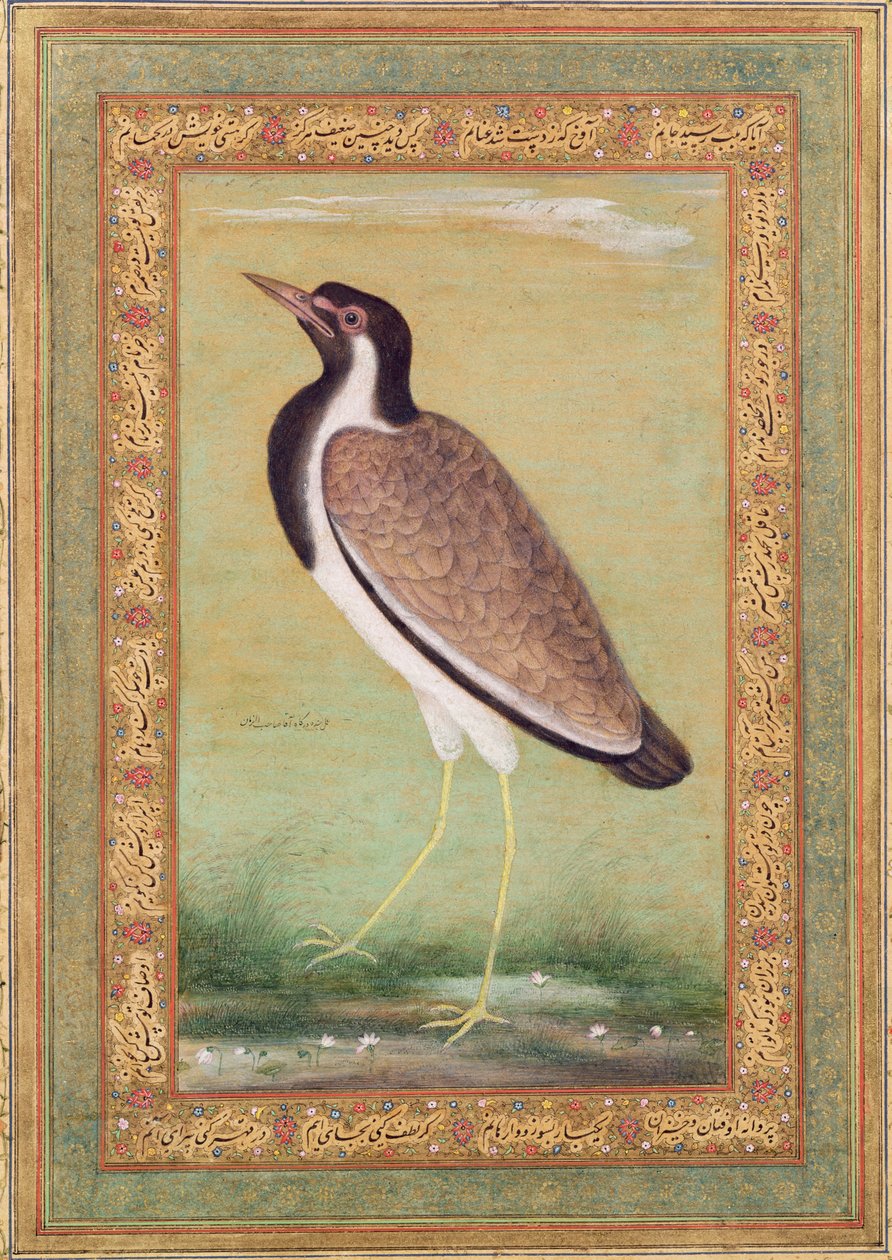 Avefría india, c.1800 de Mansur