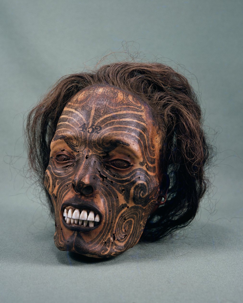 Cabeza de jefe tribal, tatuada y momificada, civilización maorí de Maori Maori