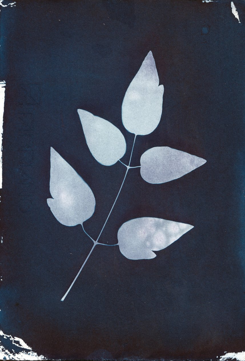 Cianotipia, 2023 (cianotipia sobre papel) de Marco Campedelli