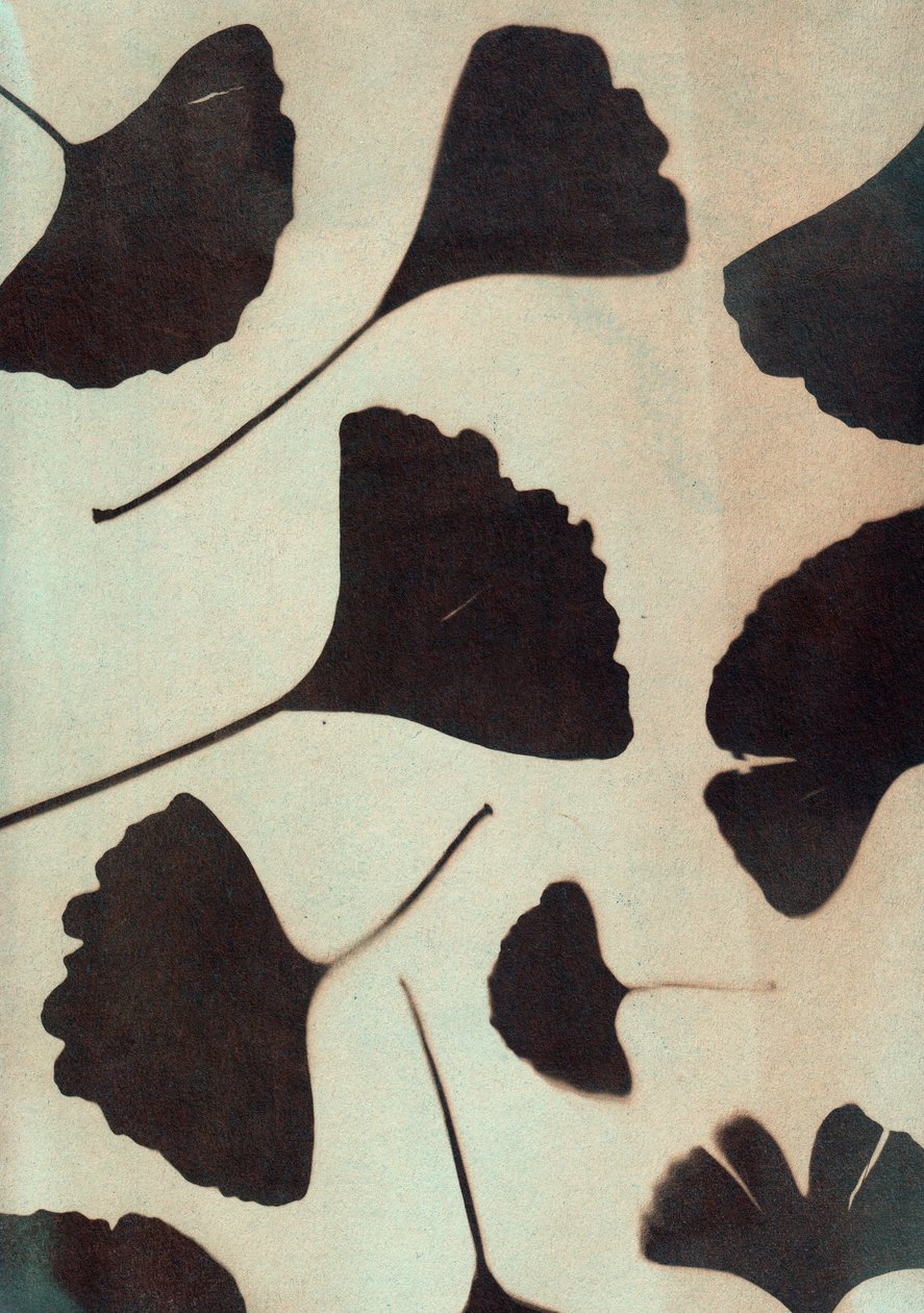 Ginkgo biloba, 2023 (cianotipia, técnica mixta) de Marco Campedelli