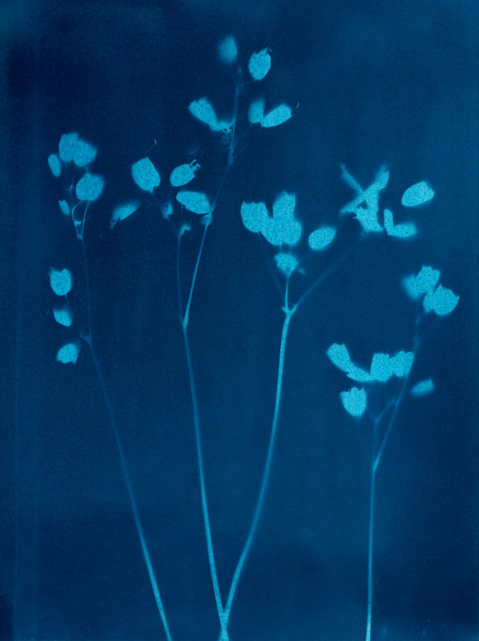 Pequeñas flores, 2023 (cianotipia) de Marco Campedelli