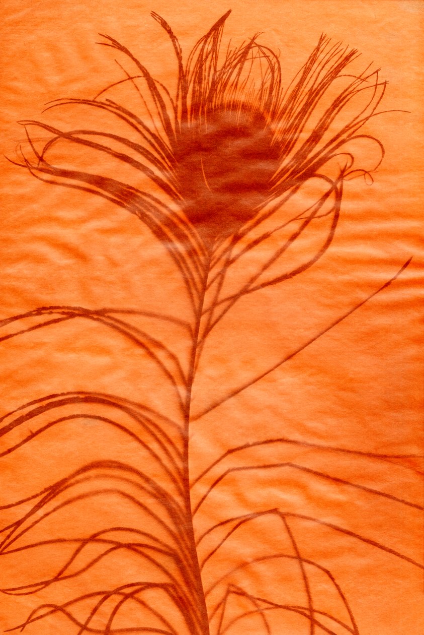 Pluma de pavo real, 2023 (técnica mixta) de Marco Campedelli