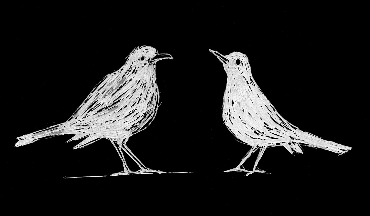 Dos mirlos blancos, 2017 (scratchboard sobre papel) de Marco Campedelli