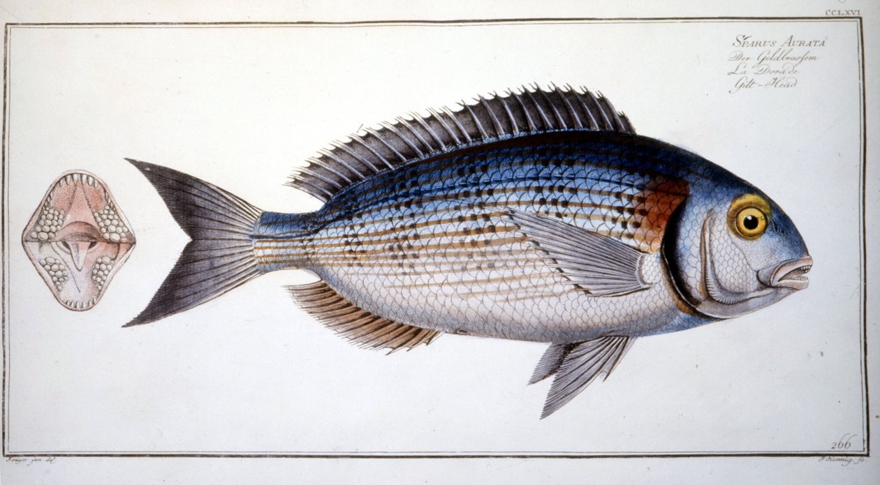 Placa de Historia Natural: El Beso de Marc Elieser Bloch Ichtyologie París - Berlín - Londres 1787. de Marcus Élieser Bloch