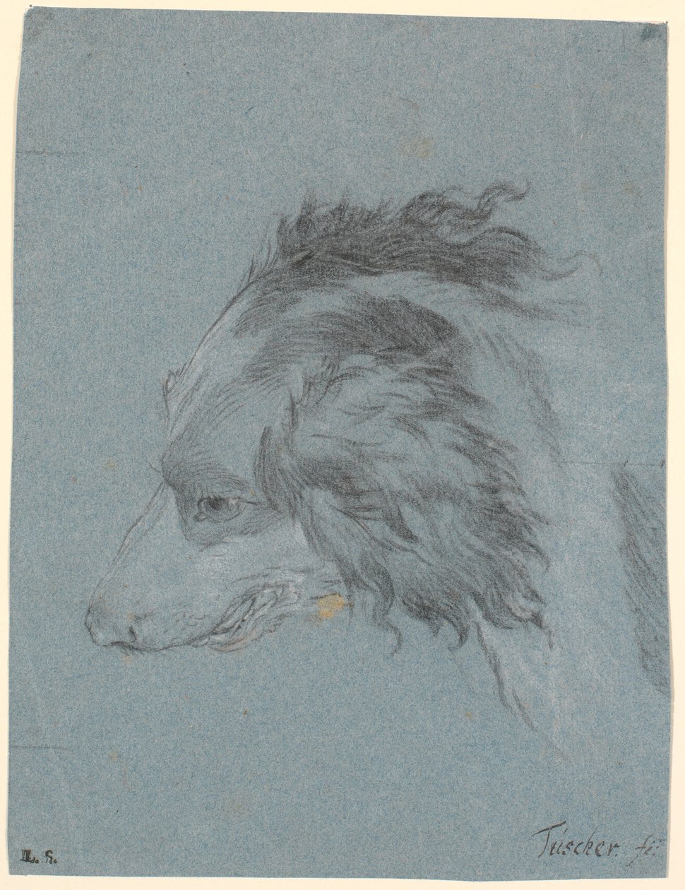 Cabeza de perro de Marcus Tuscher