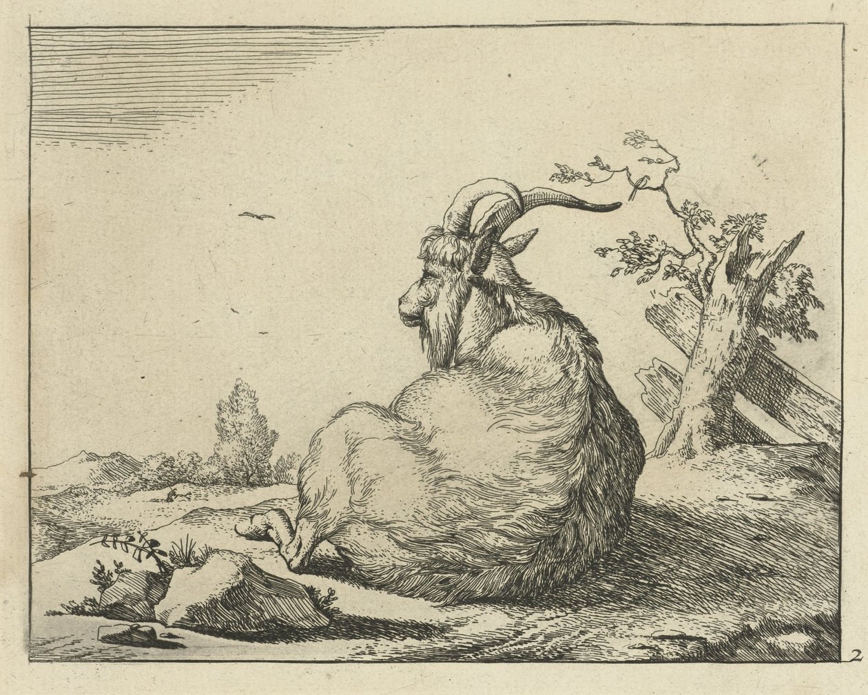 Buck sentado por árbol caído Cabras y dólares (título de la serie) de Marcus de Bye