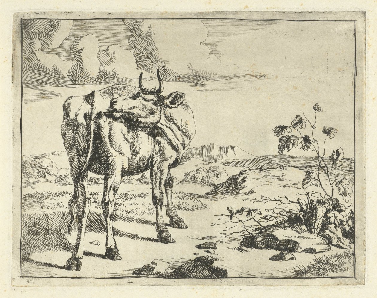 vaca lamiendo ella misma Bovinos y porcinos (título de la serie) de Marcus de Bye