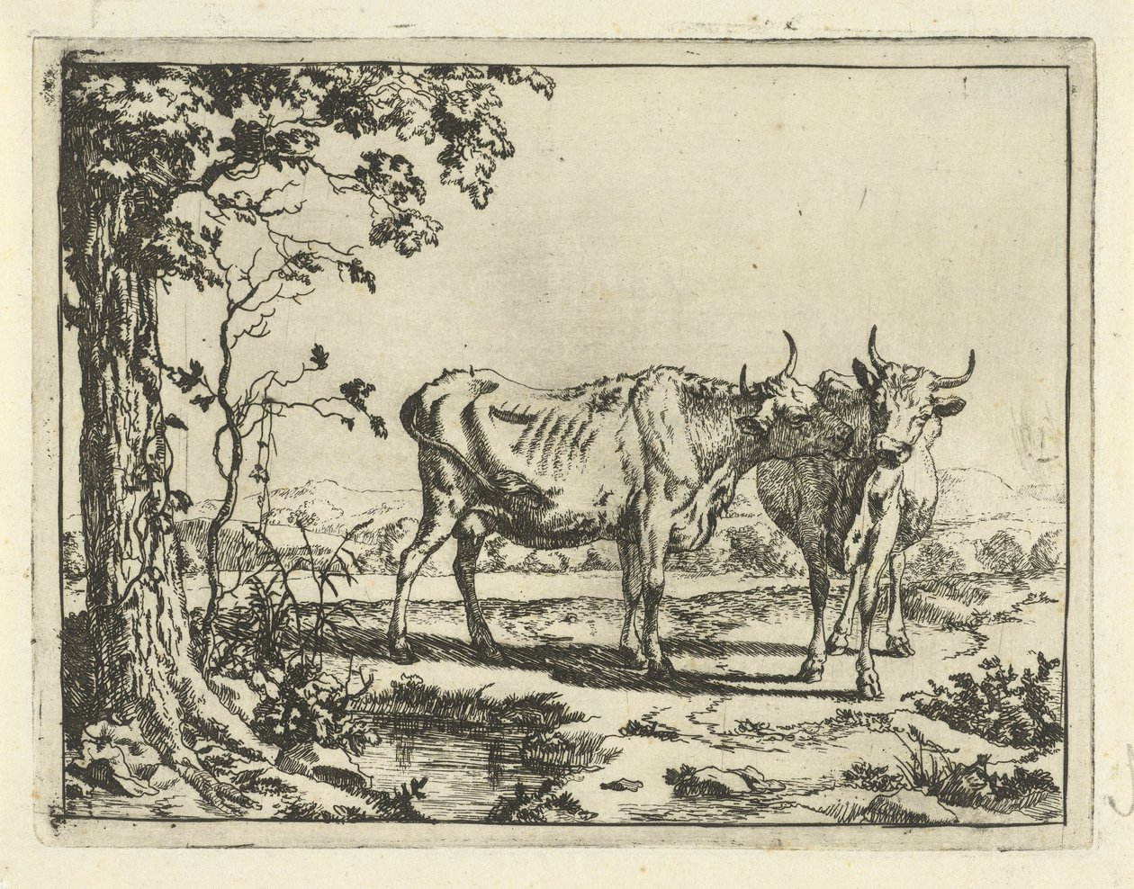 Dos vacas lamiéndose Bovinos y porcinos (título de la serie) de Marcus de Bye