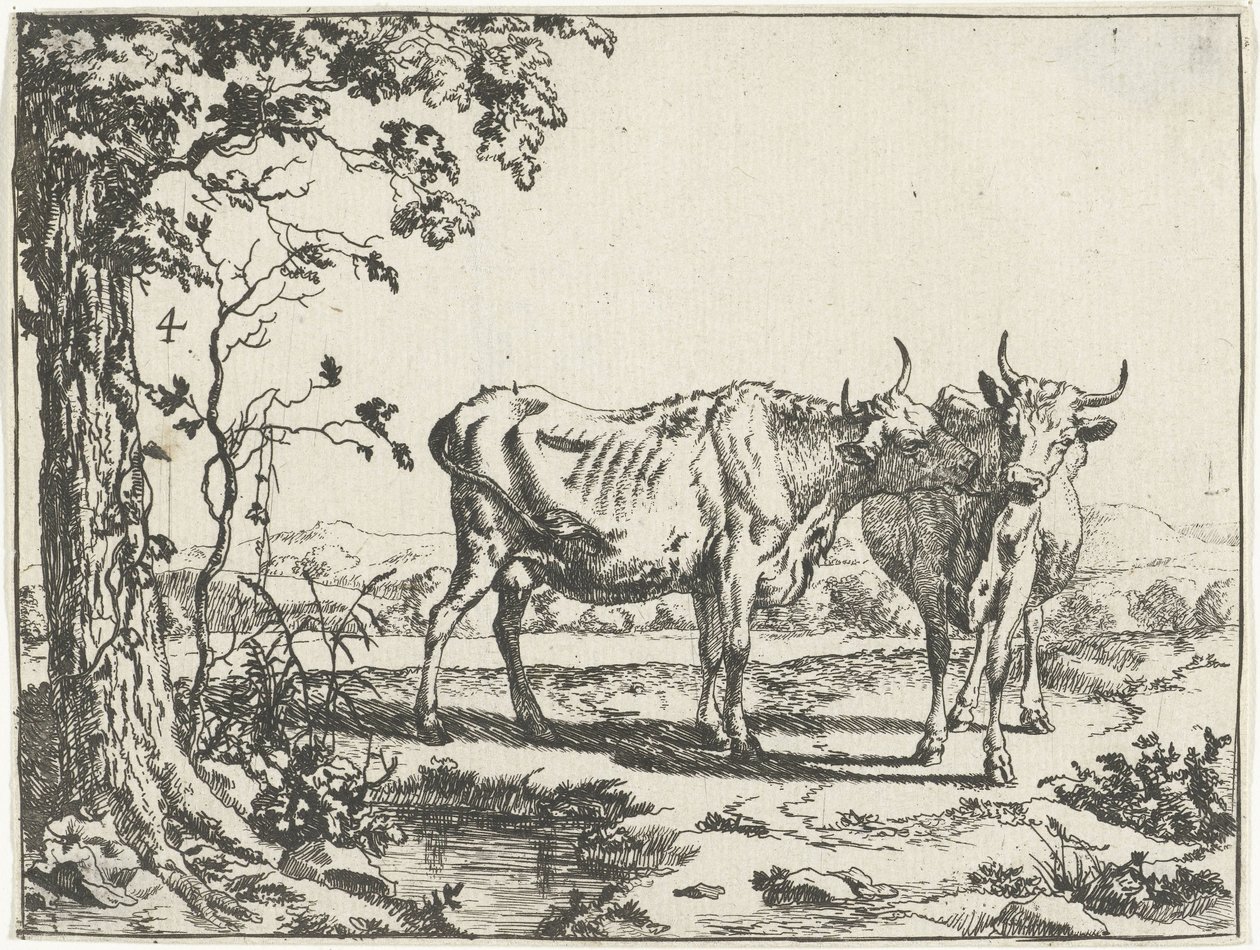 Dos vacas lamiéndose bovinos y porcinos de Marcus de Bye