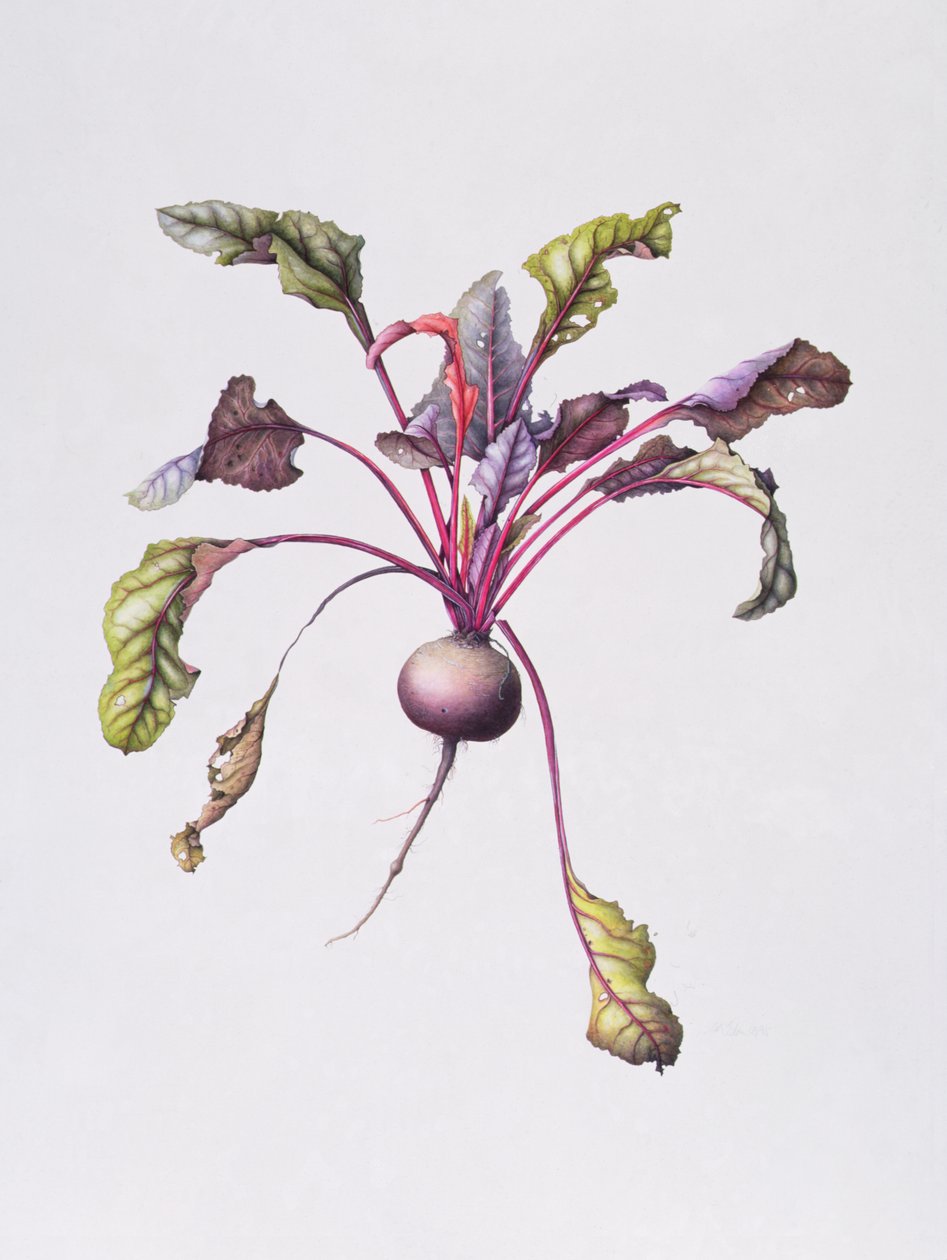 Remolacha, 1995 de Margaret Ann Eden