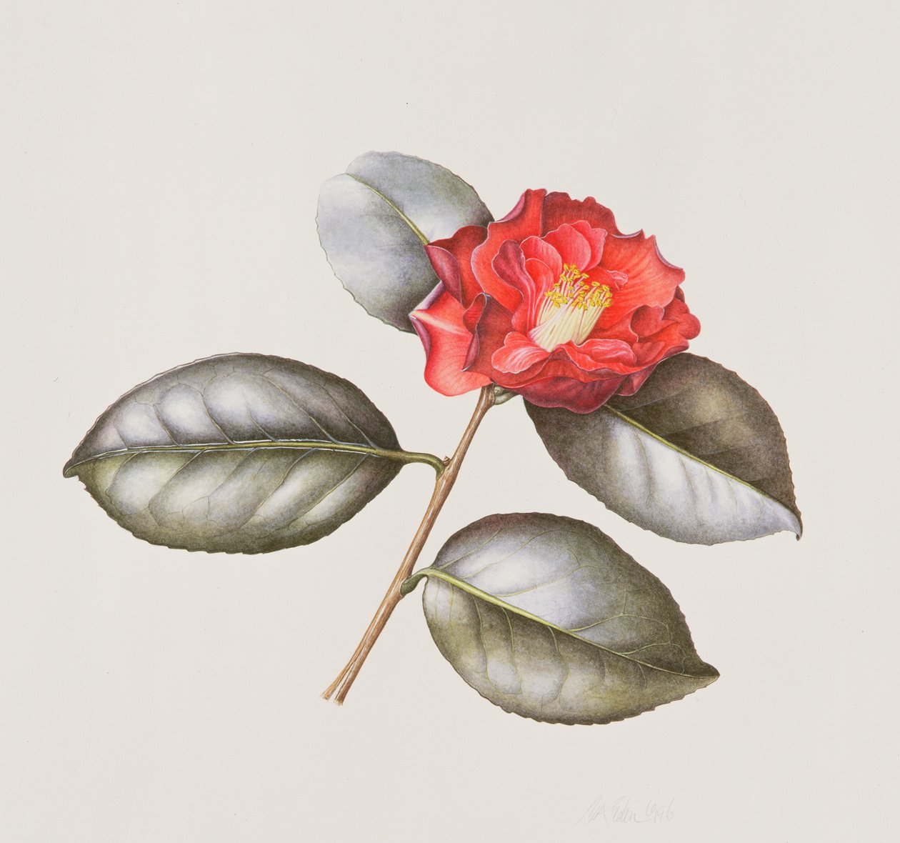 Camelia Japonica Adolphe Anderson, 1996 de Margaret Ann Eden
