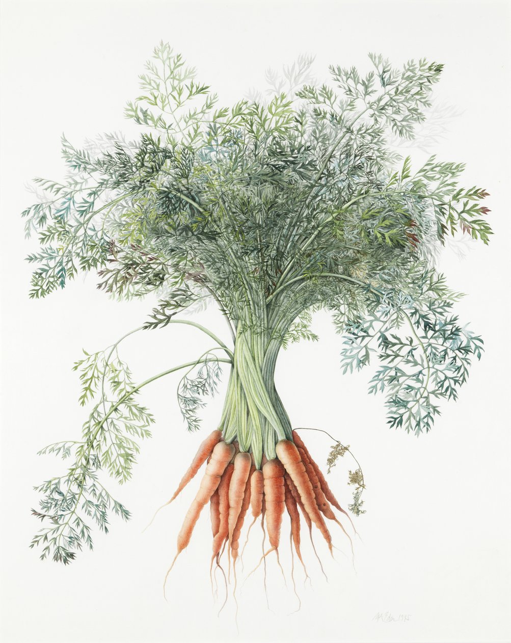Zanahorias, 1995 de Margaret Ann Eden