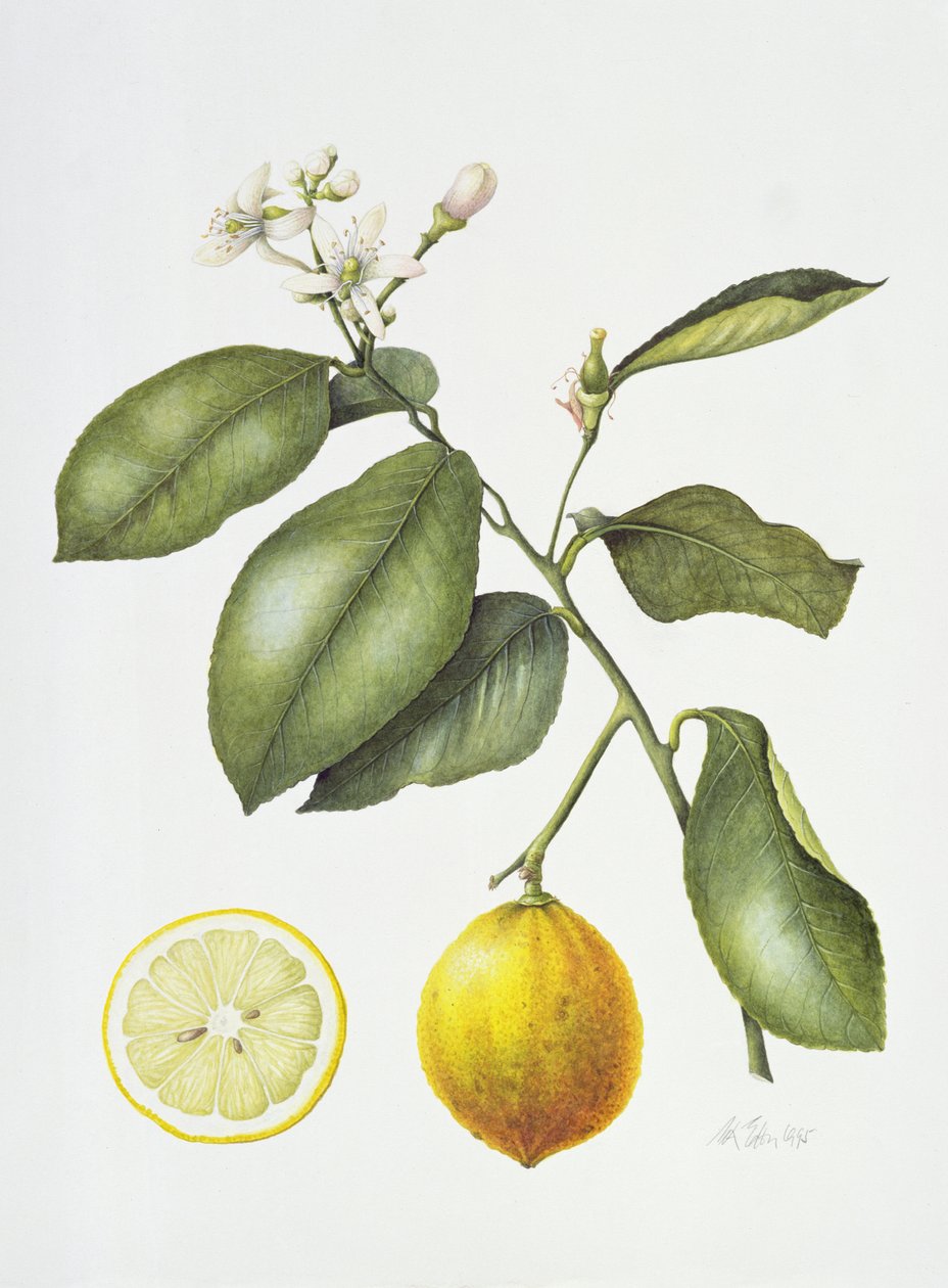 Citrus Bergamot, 1995 de Margaret Ann Eden