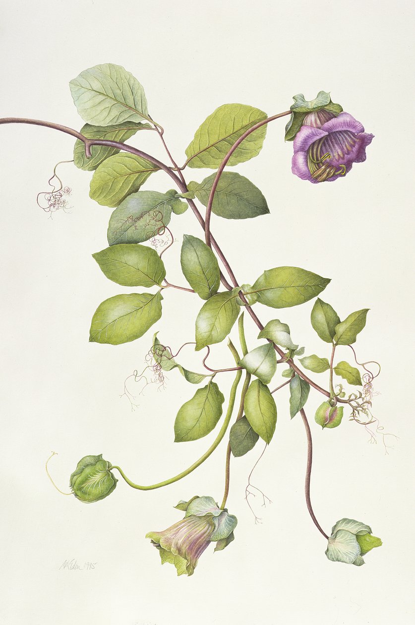 Cobea Escandens, 1995 de Margaret Ann Eden