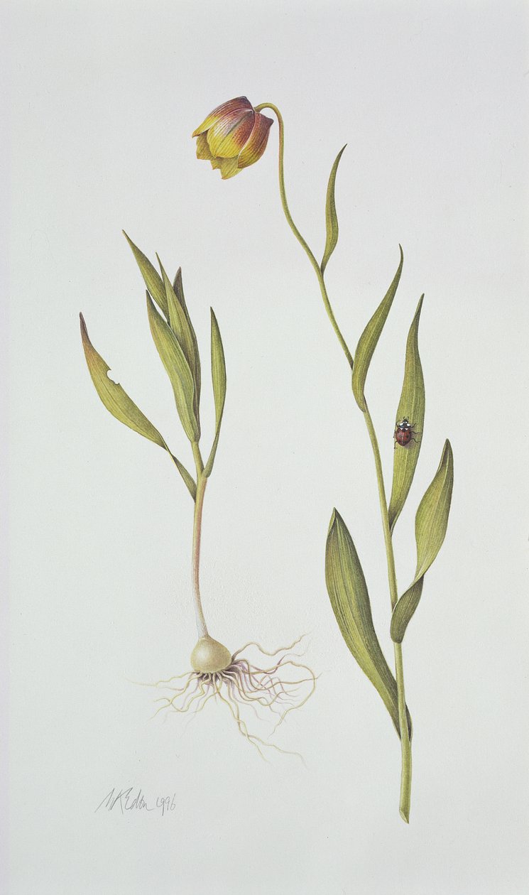 Fritillaria Michailovsky, 1996 de Margaret Ann Eden