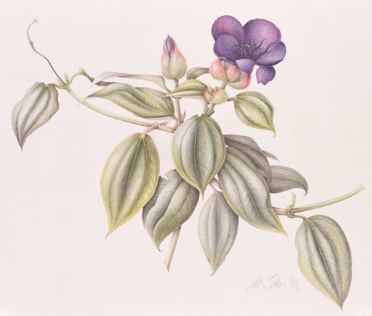 Flor de gloria (Tibouchina Urvilleana) 1999 de Margaret Ann Eden