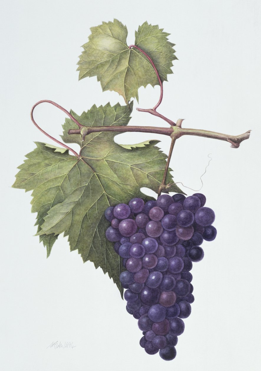 Uvas, 1994 de Margaret Ann Eden