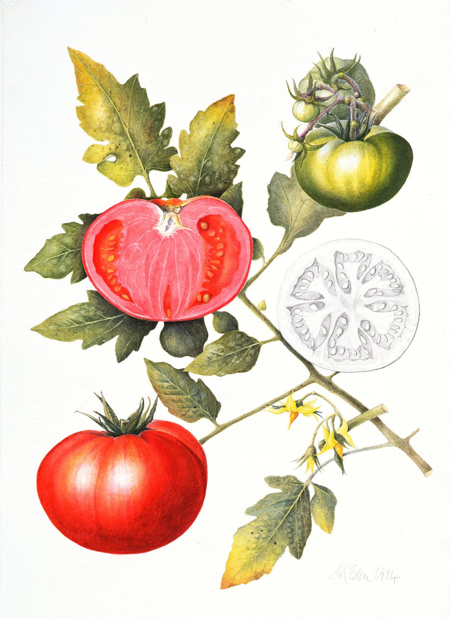 Tomates de Margaret Ann Eden