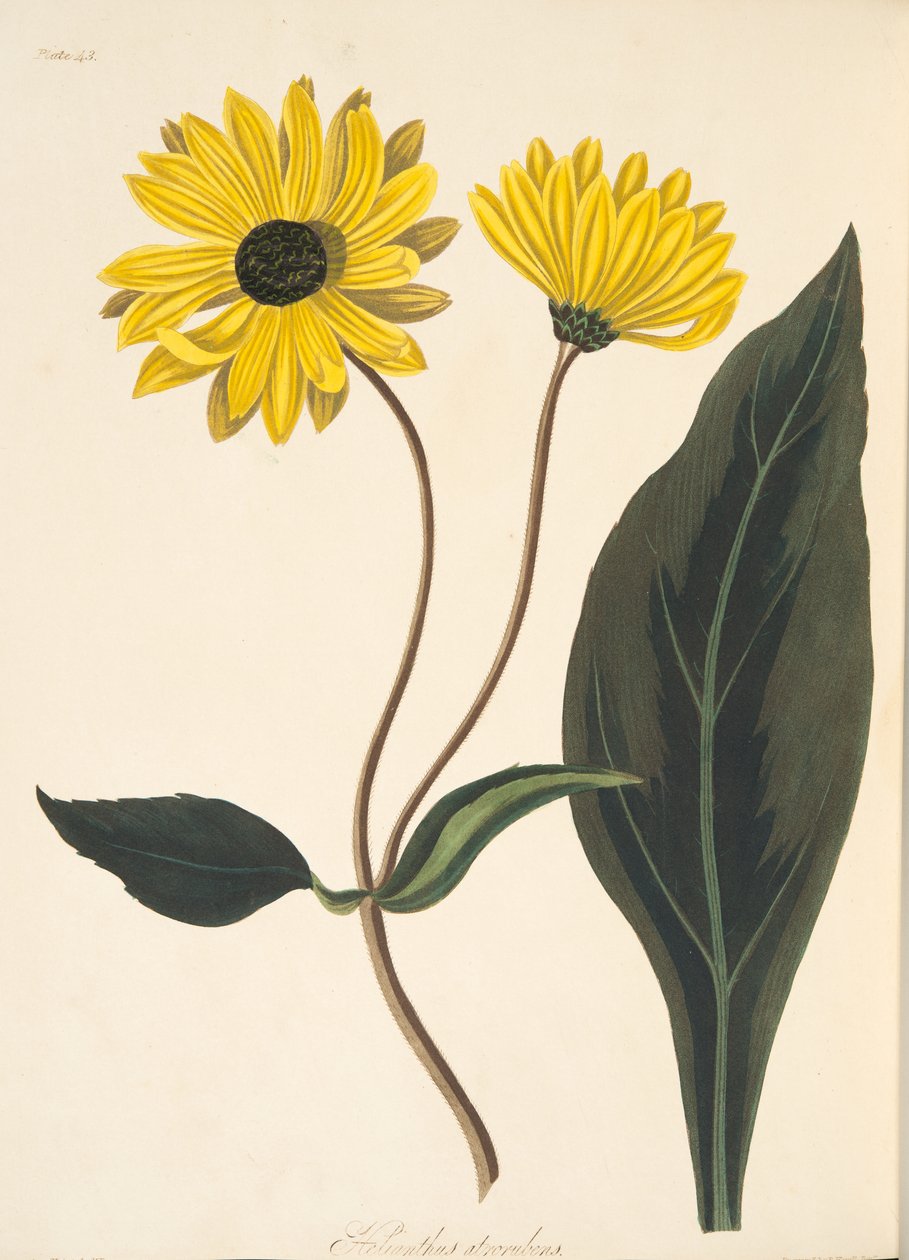 Girasol de ojos oscuros, de Ilustraciones Florales de las Estaciones, pub. 1829 de Margaret Roscoe