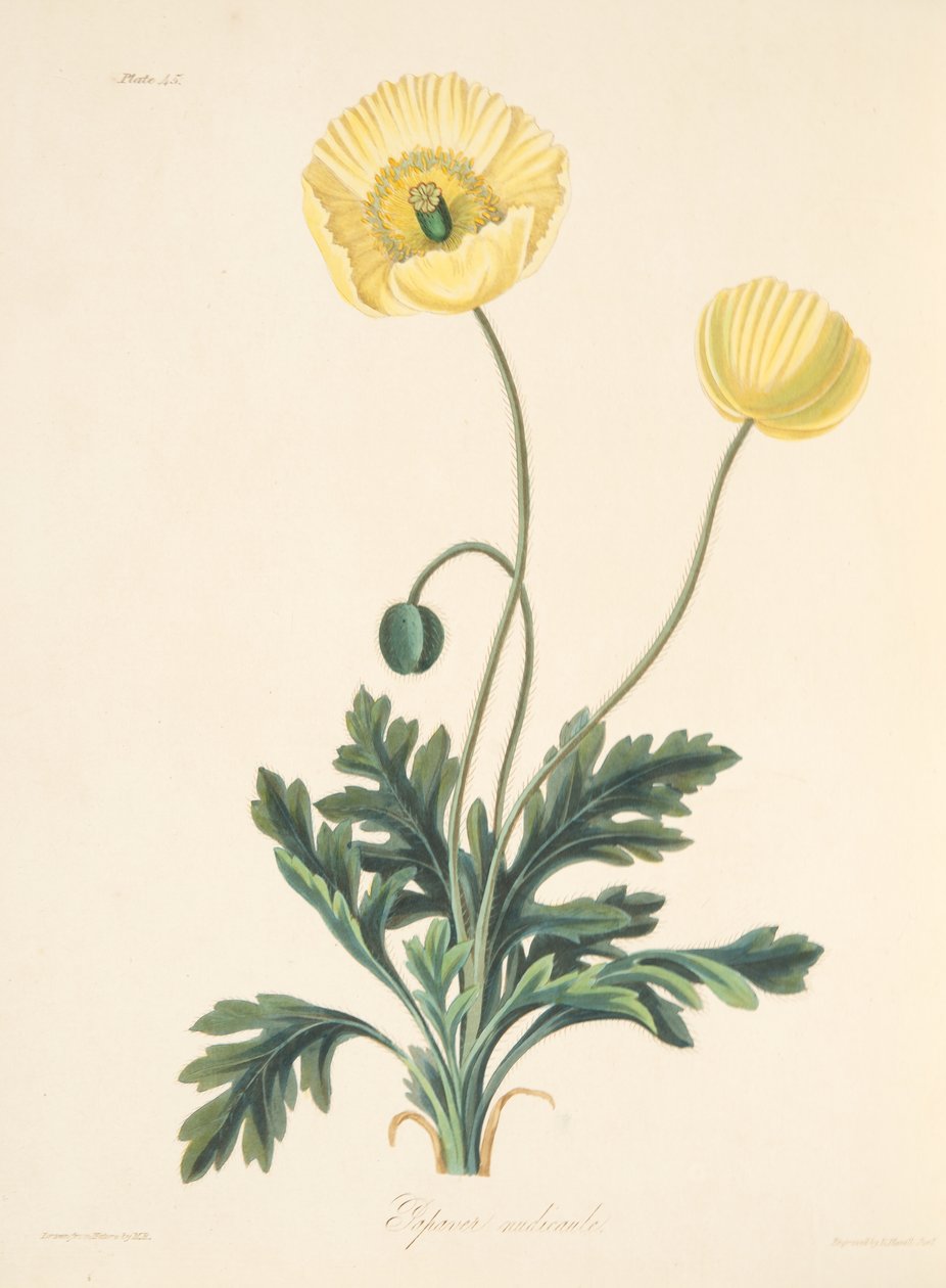 Amapola de Tallo Desnudo, de Ilustraciones Florales de las Estaciones, pub. 1829 de Margaret Roscoe
