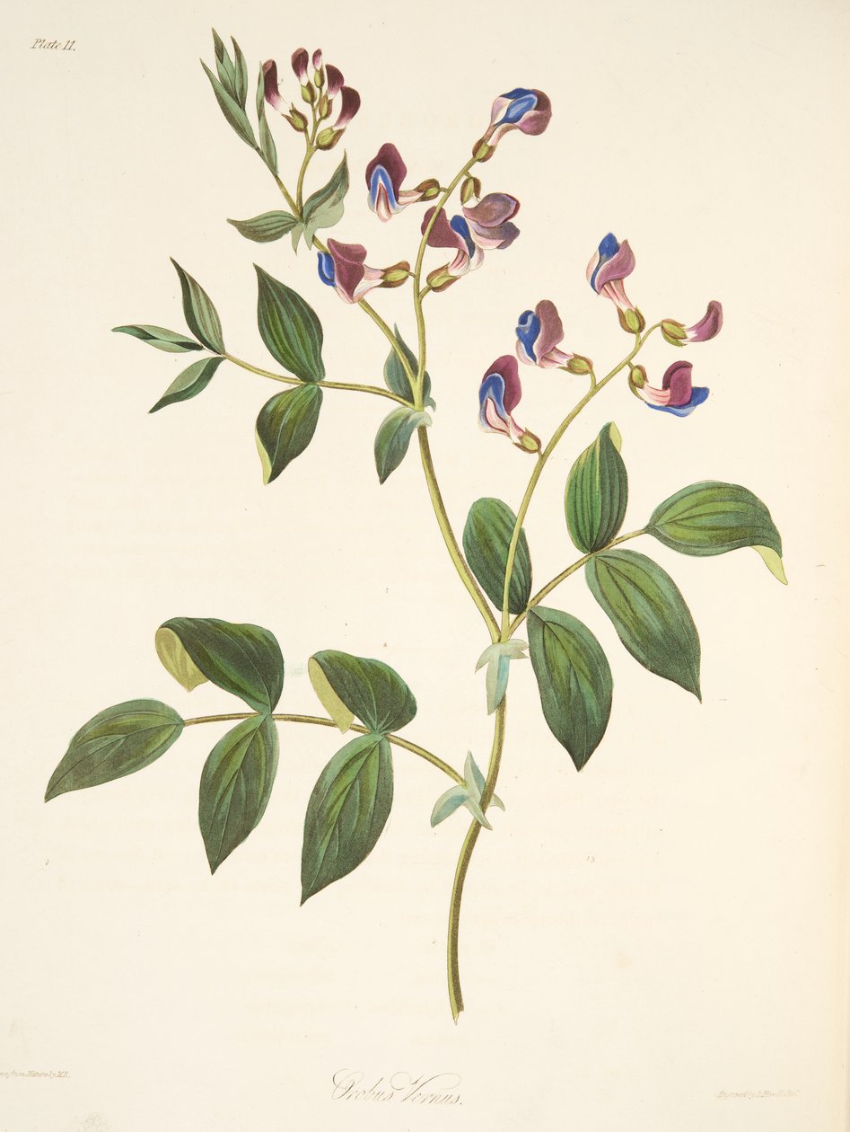 Orobo de Primavera, de Ilustraciones Florales de las Estaciones, pub. 1829 de Margaret Roscoe