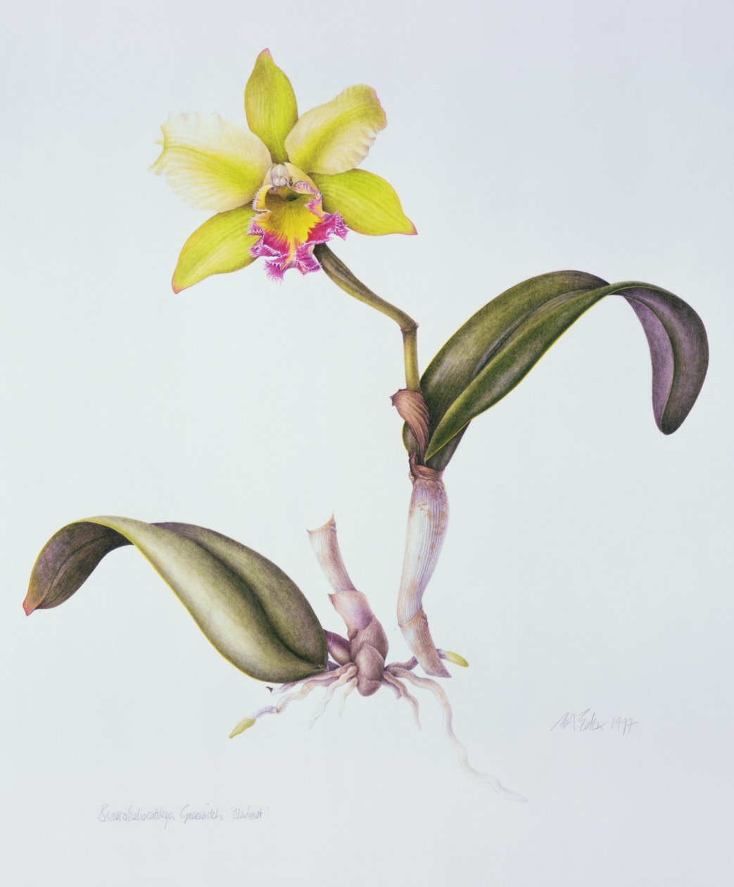 Brassolaeliocattleya Greenwich, Elmhurst de Margaret Ann Eden