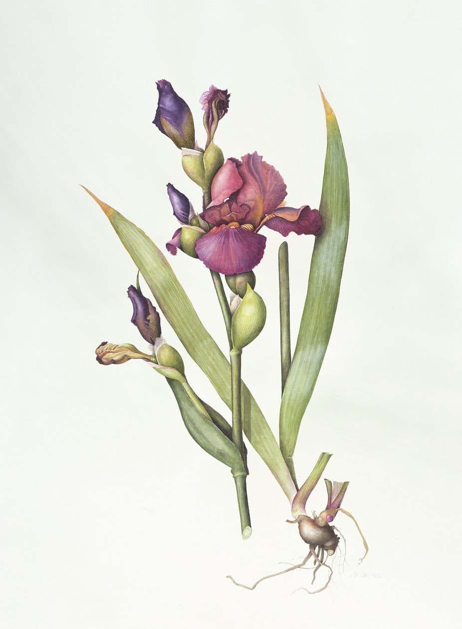 Iris de Margaret Ann Eden