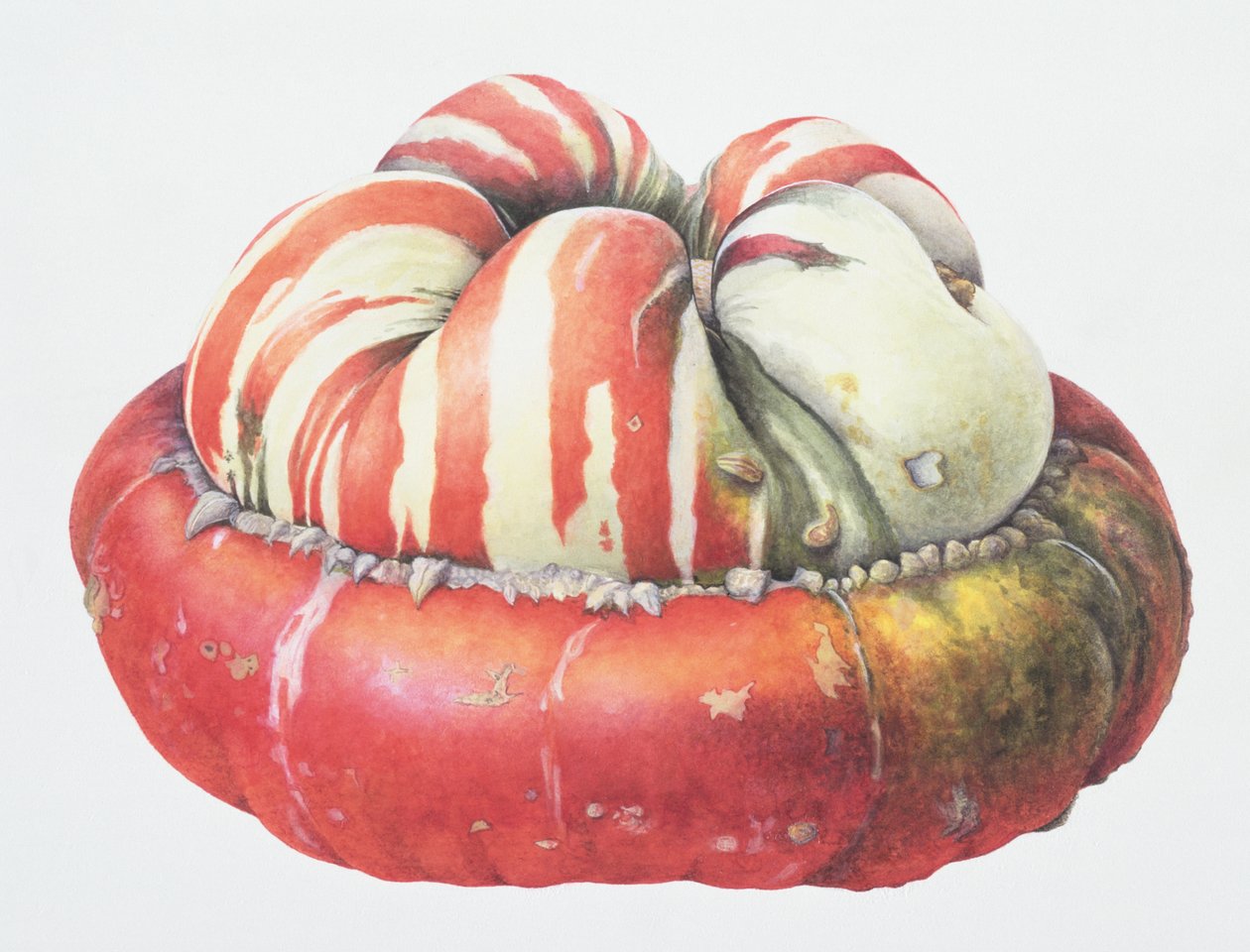 Calabaza de turbante turco, 1995 de Margaret Ann Eden