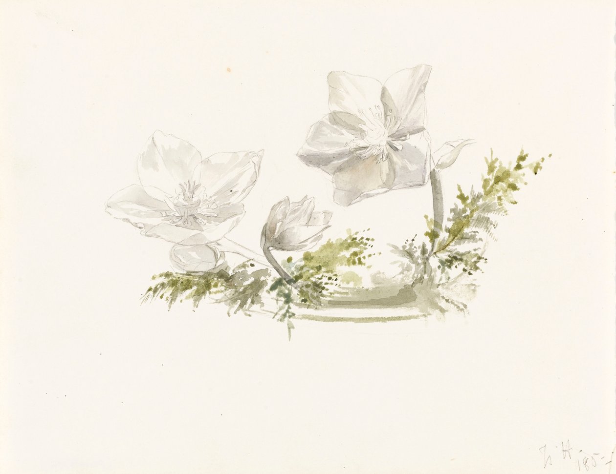 Estudio de un arreglo floral (grafito, acuarela) de Margaret Louisa Herschel