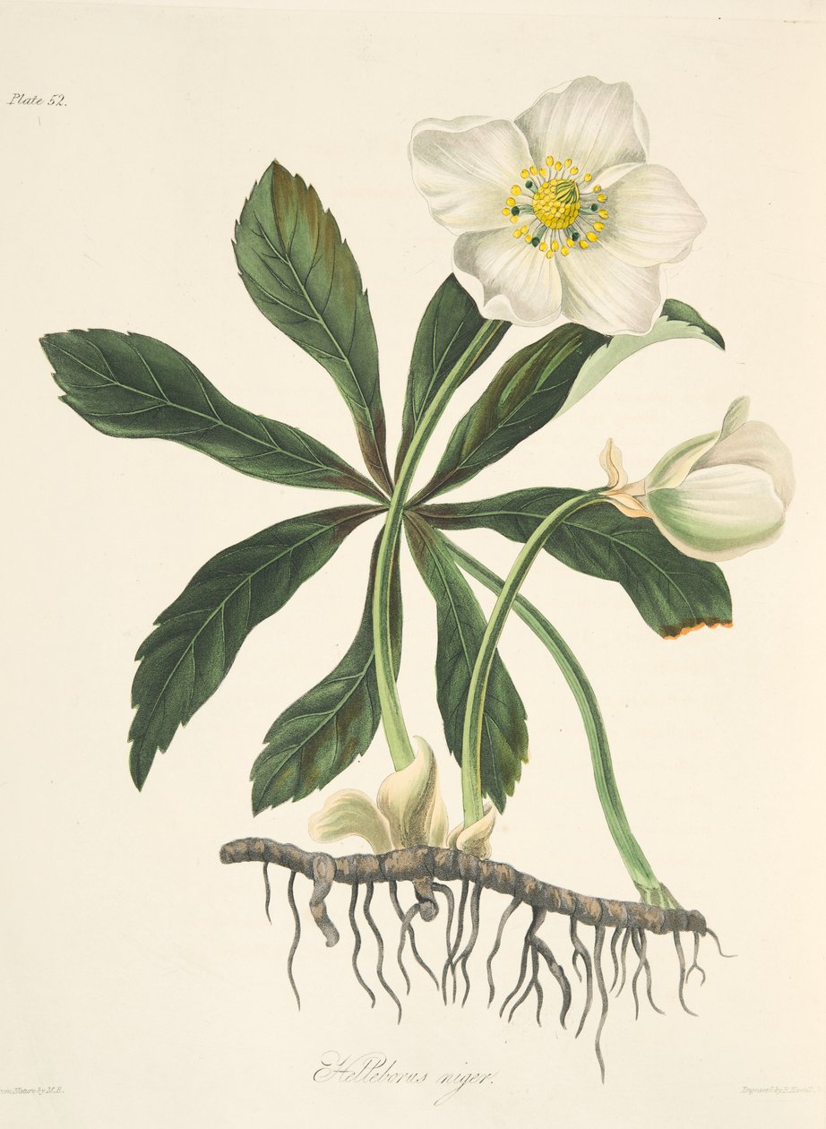 Helleborus negro o rosa de Navidad, de Ilustraciones florales de las estaciones, pub. 1829 de Margaret Roscoe
