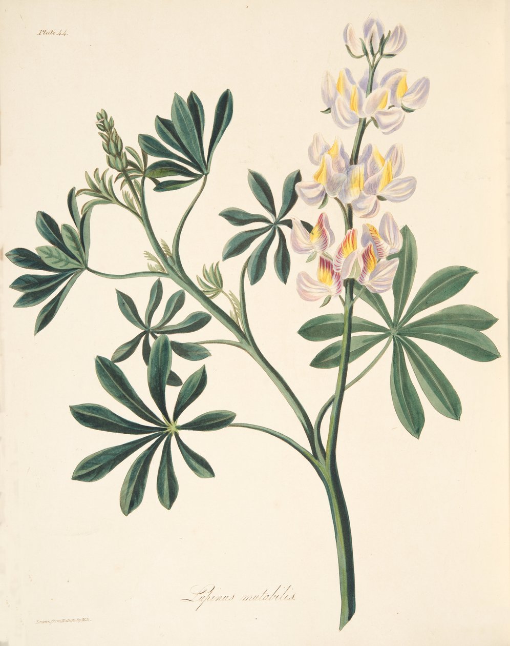 Lupino de flores cambiantes, de Ilustraciones florales de las estaciones, pub. 1829 de Margaret Roscoe