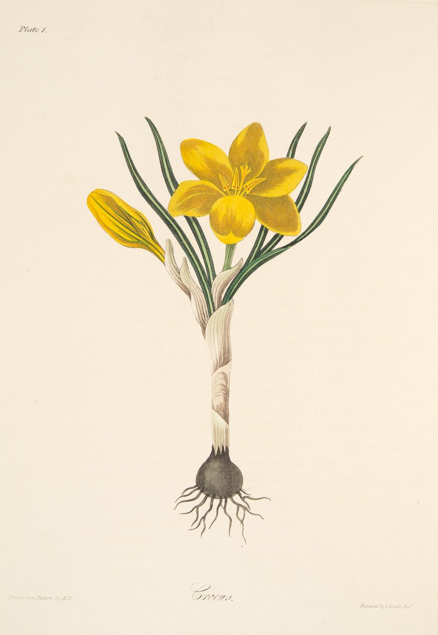 Crocus amarillo común, de Ilustraciones florales de las estaciones, pub. 1829 de Margaret Roscoe