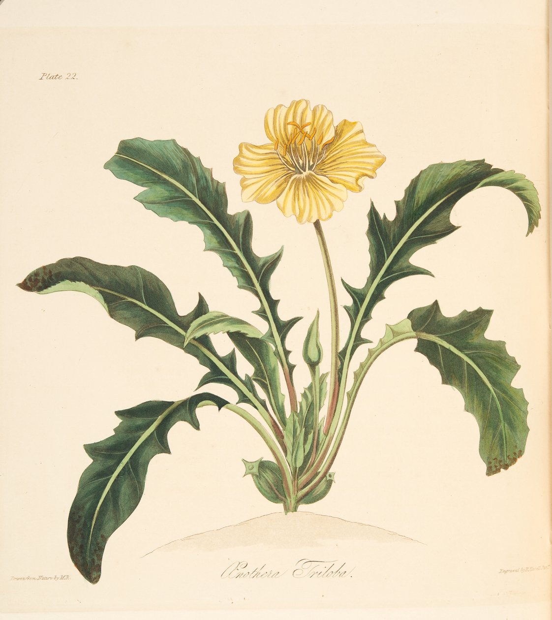 Onagra de hojas de diente de león, de Ilustraciones florales de las estaciones, pub. 1829 de Margaret Roscoe